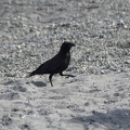 313-0894 Crow